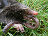 Photos of Moles