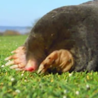 Videos of Moles